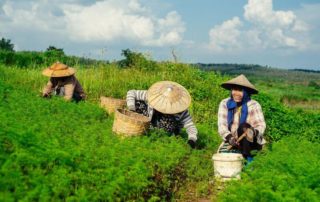 small holding farming