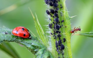 pest control