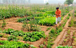 Small scale farming