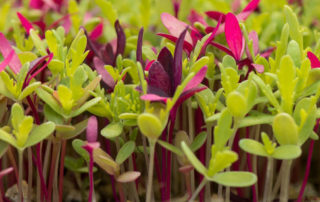 microgreen
