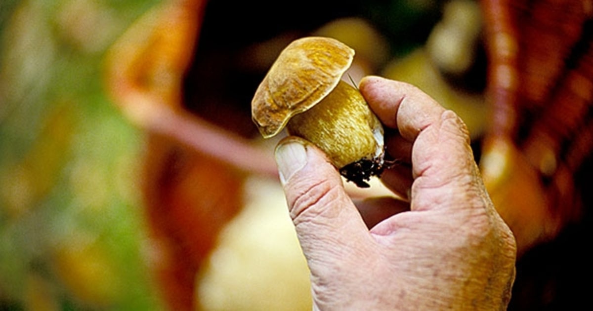 mushroom