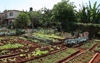 urban agriculture