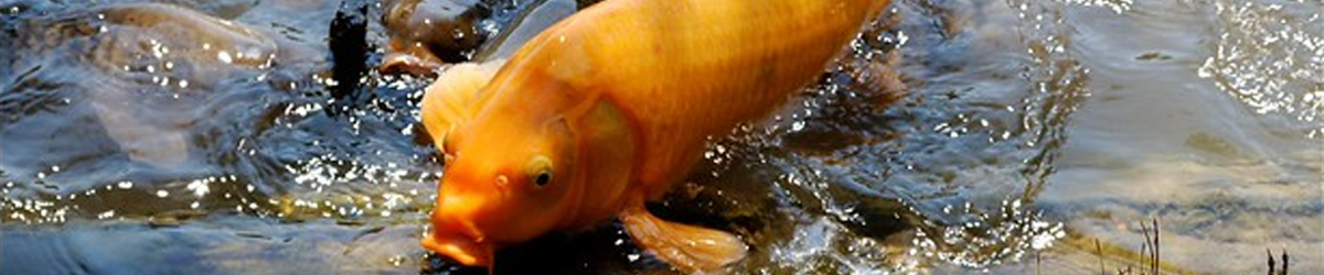 Fish Stocking