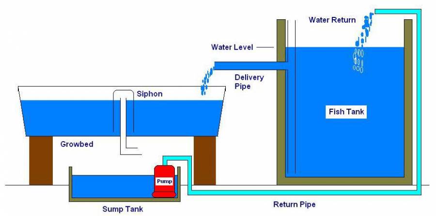 aquaponic simple system